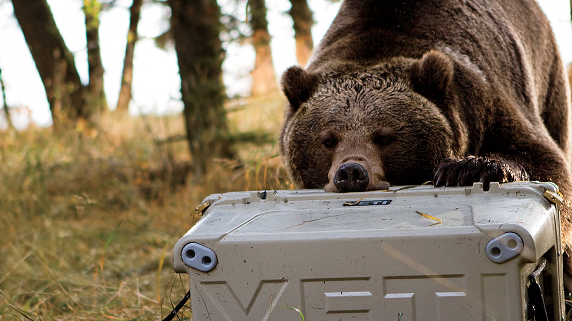 bear-proof yeti coolers bear-proof yeti coolers