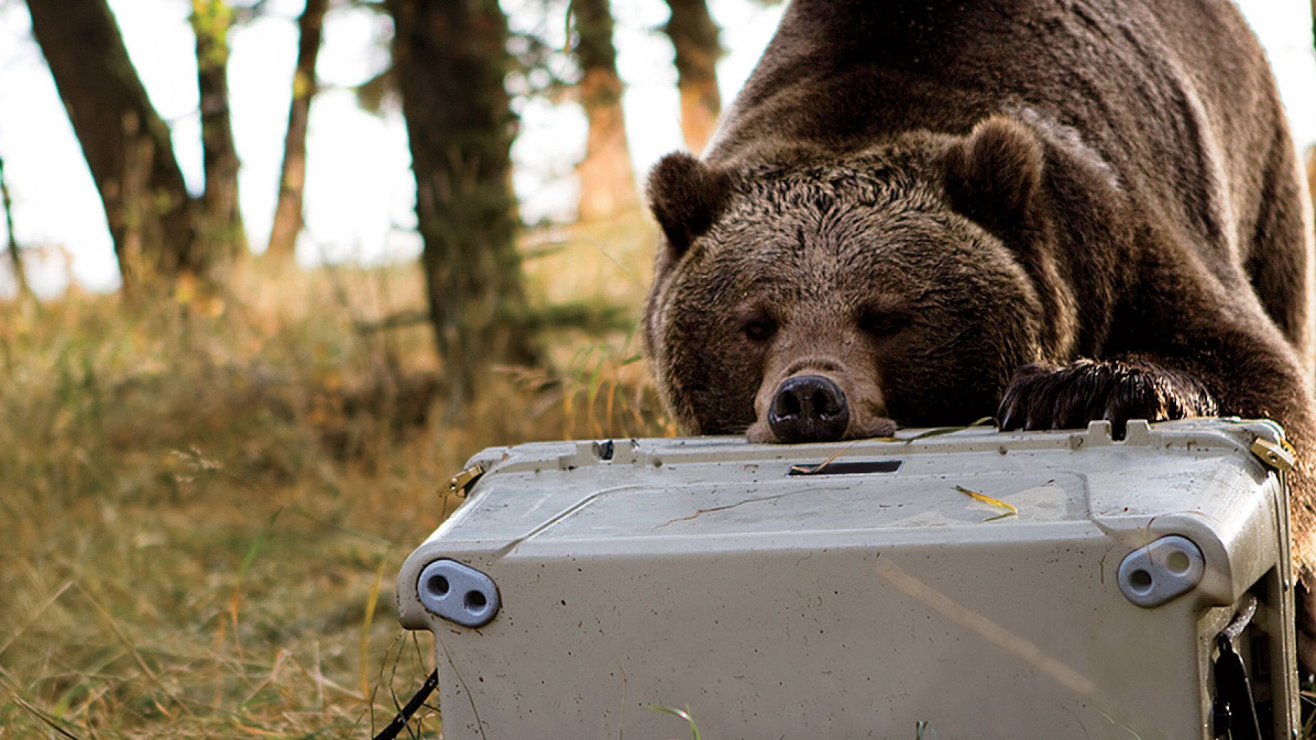 bear resistant hard cooler bear resistant hard cooler