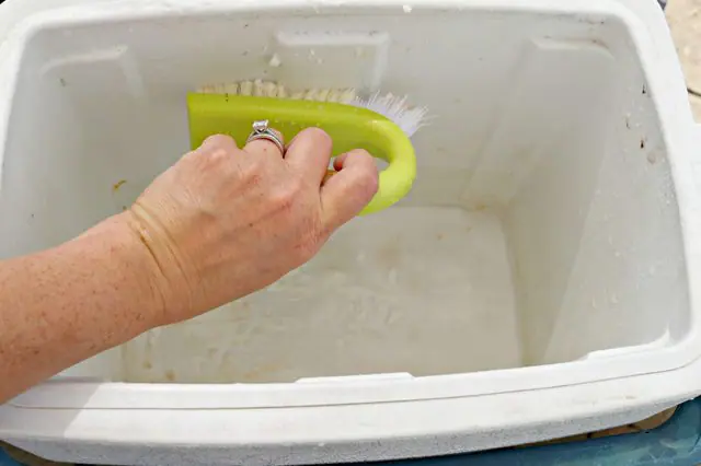 scrub-dirty-cooler.jpg scrubbing cooler for cleaning