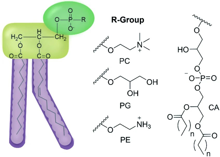 general structure pf PC molecular chain